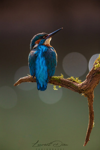 Martin-pêcheur d´Europe (Alcedo atthis) Common Kingfisher.